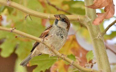 Sparrow standing on a branch of tree, isolated