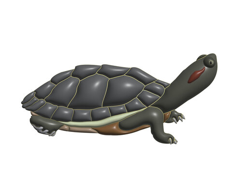 turtle in transparent background image