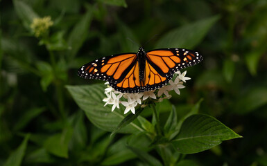 Single Monarch Butterfly Nectaring on White Penta Flowers