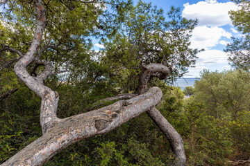 Weg zum Castell de Bellver | Burg | Palma de Mallorca | Spanien |