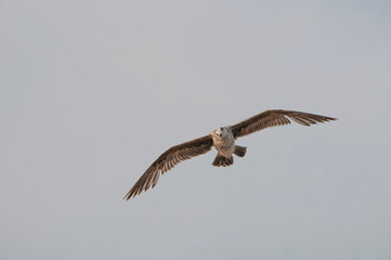 Fototapeta premium osprey in flight