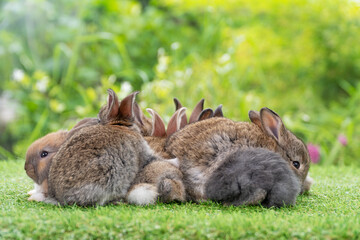 Cuddly furry rabbit bunny brown with family sitting and playful together on green grass over natural background. Group of family baby bunny spring time on lawn. Easter newborn bunny family pet concept