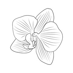 Orchidea - piękny rozwinięty kwiat. Ręcznie rysowana botaniczna wektorowa ilustracja. © Monika