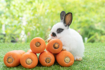 Adorable rabbit bunny with orange carrots sitting on green grass over bokeh nature background. Furry baby bunny black white hair rabbit sit top pile carrots. Easter animal and vegetable food concept.