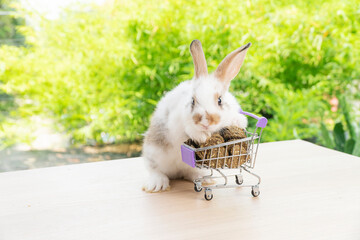 Adorable baby rabbit bunny pushing shopping basket cart with cookie carrot standing over green nature background. Furry young bunny stand on two legs. Easter bunny animal shopping online concept.