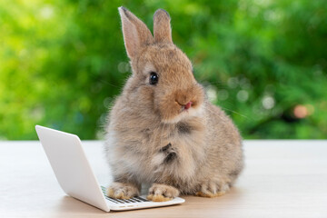 Newborn tiny rabbit furry bunny small laptop online sitting on bokeh green background. Lovely baby rabbit looking something sitting on wooden natural background. Easter fluffy pet technology concept.