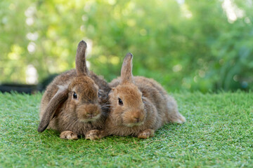 Cuddly furry rabbit bunny brown family lying down playful together on green grass over natural background. Two family baby bunny sitting spring time on lawn. Easter newborn bunny family pet concept.