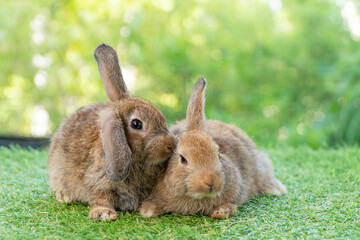 Cuddly furry rabbit bunny brown with family sitting and playful together on green grass over natural background. Two family baby bunny spring time on lawn. Easter newborn bunny family pet concept.