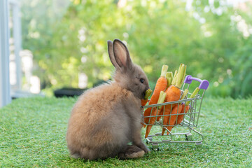 Little baby rabbit brown bunny eating fresh baby carrots organic in shopping cart on green grass over bokeh nature background. Furry mammal baby bunny with shopping cart on grass. Animal pet vegan.