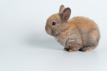 Adorable newborn baby rabbit bunnies brown looking at something sitting over isolated white background. Puppy lovely furry brown bunny ears rabbit playful with copy space. Easter bunny animal concept.