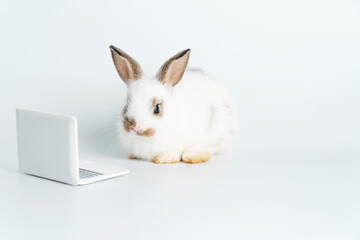 Adorable baby rabbit furry bunny looking at laptop learn something sitting over isolated white background. Little ears bunny white brown rabbit learning laptop. Easter animal education technology.