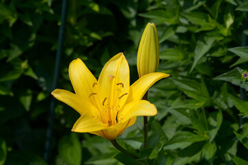 Obraz premium スカシユリ