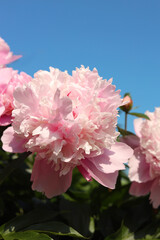 Wonderful pink peonies against sky, closeup. Space for text