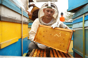 Beekeeper in uniform taking frame from hive at apiary. Harvesting honey