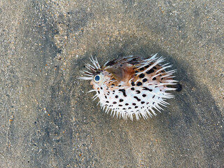 Blowfish or puffer fish washed up on beach