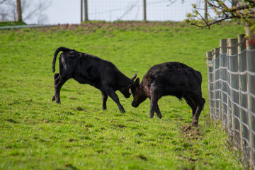 Black Angus Calves Playing