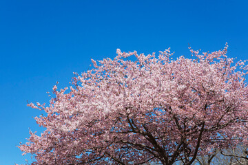 Fototapeta na wymiar 早咲きの暖流桜 