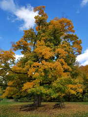 Old oak tree with green yellow leaves (6)