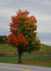 Colorful maple tree on the roadside