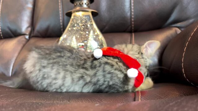 A small kitten is lying on a dark leather sofa he is wearing a red bandage around his neck with balabons He is resting and then waving his left paw goodbye as if he really wants to remove the bandage