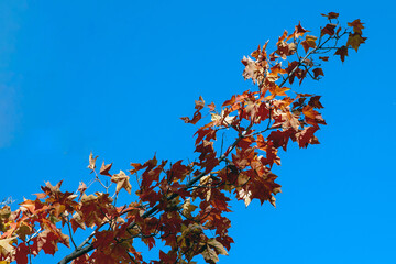 autumn leaves against blue sky