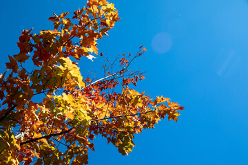 autumn leaves against blue sky