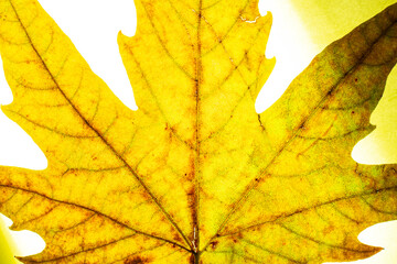 autumn yellow leaves close up background