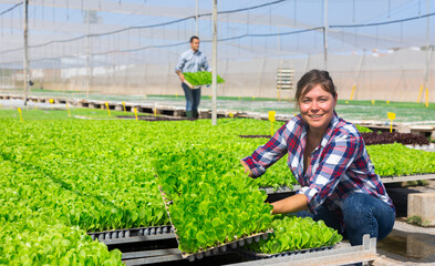 Positive female agriculturist placing lettuce seedlings in warm house.