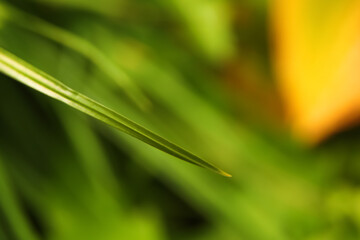 Defocus blade of grass on green background. Nature of green leaf in garden summer. Natural green leaves plants using spring background cover page greenery environment ecology wallpaper. Out of focus