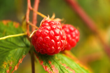 Defocus branch of ripe raspberries in a garden on blurred green background. Raspberry bush plant. Out of focus