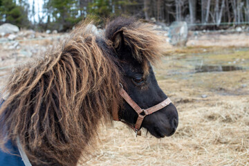 A small brown miniature pony with a blue bridle on its head. The horse is raising its head over a...