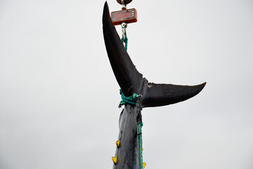 Atlantic bluefin tuna hanging by its dark blue and silver color tail with yellow caudal finlets leading down the body of the big saltwater fish. The giant tuna is hung to prepare for market and sale. 