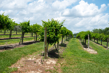 Fototapeta na wymiar Rows of grapevines, trees, and cultivated plants on trellises. The farmlands' spring crop is a green grape for wine production. Between each row of vines are rows of green grass. The sky is cloudy.