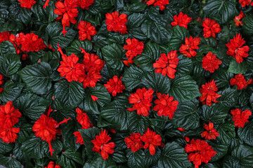 Fototapeta premium red and green leaves background