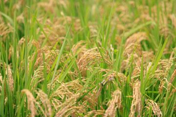 秋の実りの時期を迎えた棚田の稲