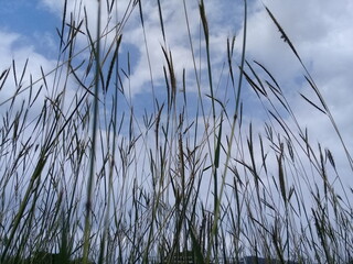grass and sky