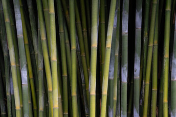 Close-up of bamboo stalks