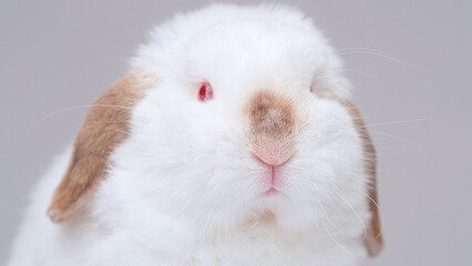 portrait of a white albino rabbit with red eyes on a white background