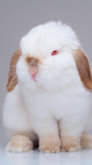 portrait of a white albino rabbit with red eyes on a white background