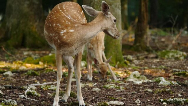 Fallow deer mother and baby in natural environment. Deer Dama dama. Vision Park in Auberive region, France. Slow motion
