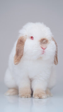 portrait of a white albino rabbit with red eyes on a white background