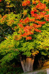 Maple tree turning red and orange in October