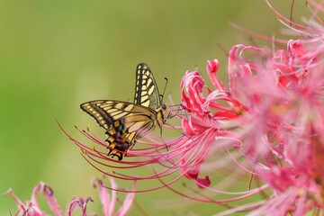 Fototapeta na wymiar 満開の彼岸花の蜜を吸うキアゲハ