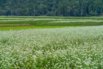 満開の可憐な白い花が咲く蕎麦畑の情景