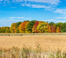Wisconsin corn, soybeans and colorful autamn trees in October
