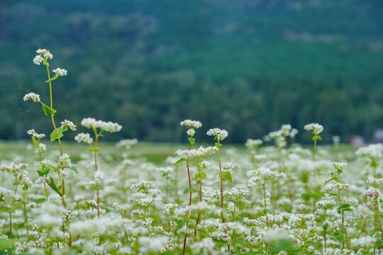 蕎麦 花 の画像 5 213 件の Stock 写真 ベクターおよびビデオ Adobe Stock