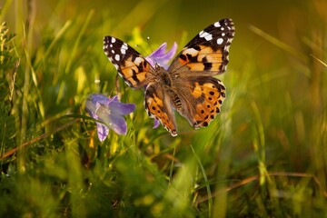 Small beautiful wild butterfly feeding on a flower.