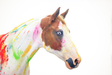 paint horse, painted, blue eyes, colors, 
