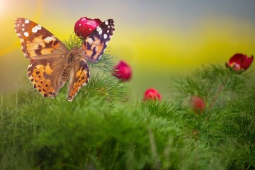 Small beautiful wild butterfly feeding on a flower.