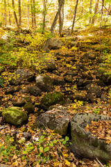 Stream in Autumn Forest